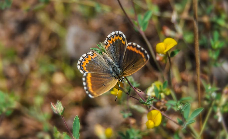 butterfly, plant, nature, brown argus, flowers, spring, blossom, garden, flora, floral