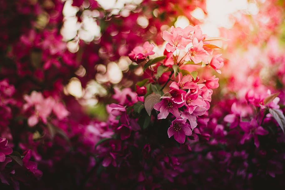 closeup, fotografi, pink, bunga-bunga yang dikupas, bunga, berkembang, daun bunga, daun, tanaman, alam
