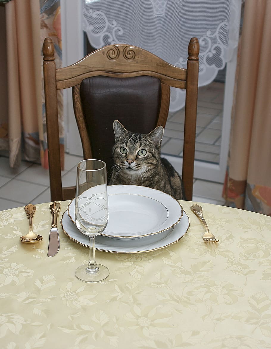 invitation to dinner, cat, table, pets, animal themes, domestic cat, feline, domestic, animal, mammal