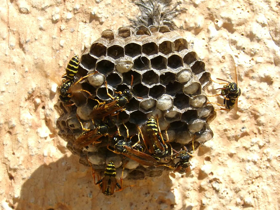 wasps' nest, wasps, plant architecture, plant geometry, cells, hexagon, insect, animals in the wild, honeycomb, bee