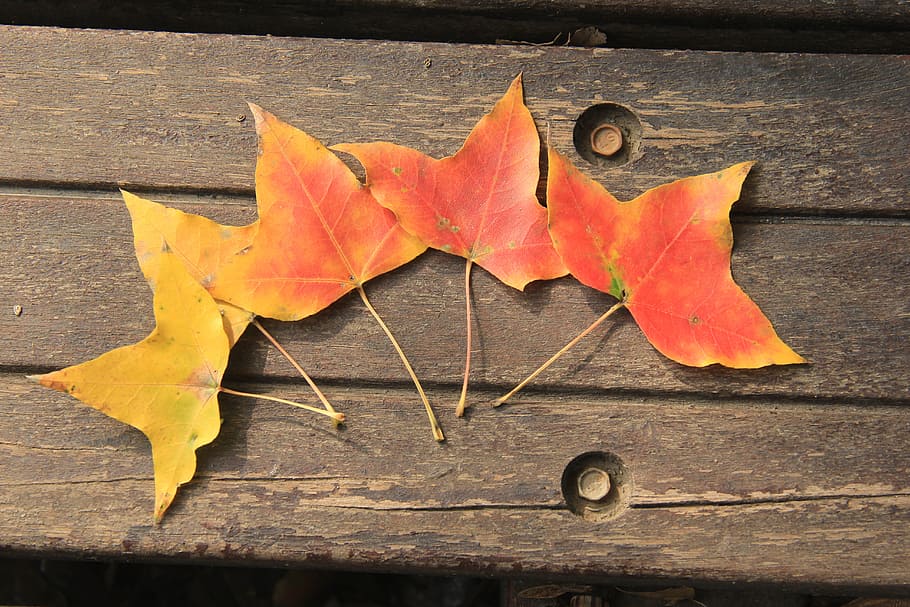 ingot maple, yellow, orange, red leaves, autumn, leaf, plant part, wood - material, change, nature