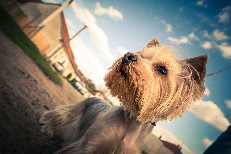Yorkshire, Colorful, Sky, animals, dogs, dog, pets, animal, terrier, outdoors