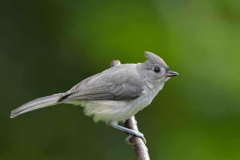 titmouse copetudo, bokeh, perfil completo, pájaro gris y blanco, fondo verde medio, mirando a la cámara, entorno natural, juvenil, temas de animales, animal