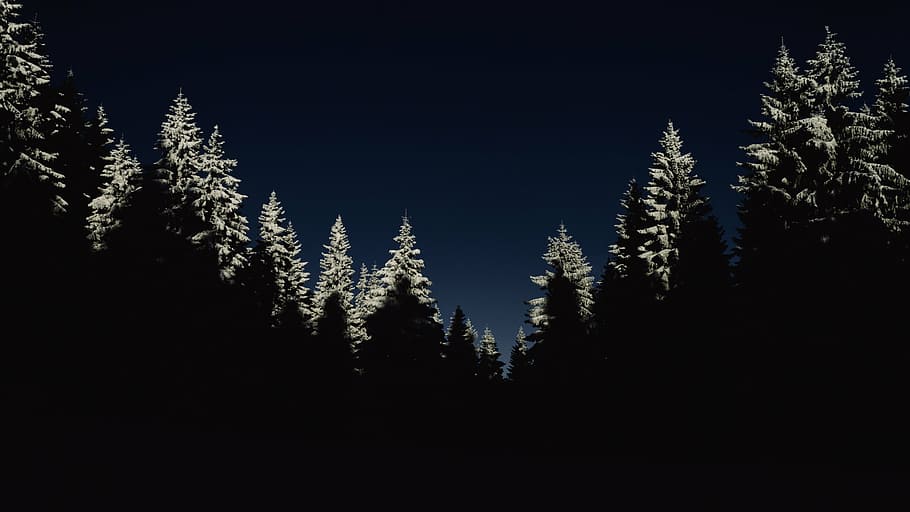 pine tree silhouette photo, cold, dark, forest, nature, night, silhouette, snow, snowcapped, trees