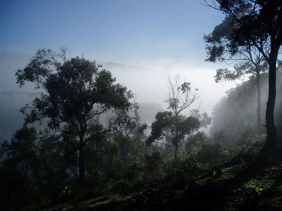 Sea Fog, Trees, Foggy, Forest, Woods, scenic, nature, outside, fog, australia