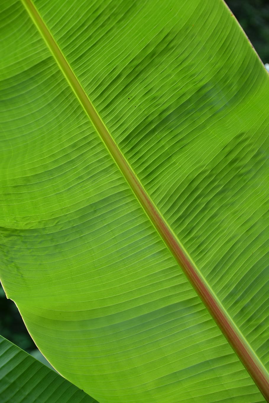 Leaf, Structure, Plant, Palm, green, palm leaf, light green, palm fronds, fern, fan palm