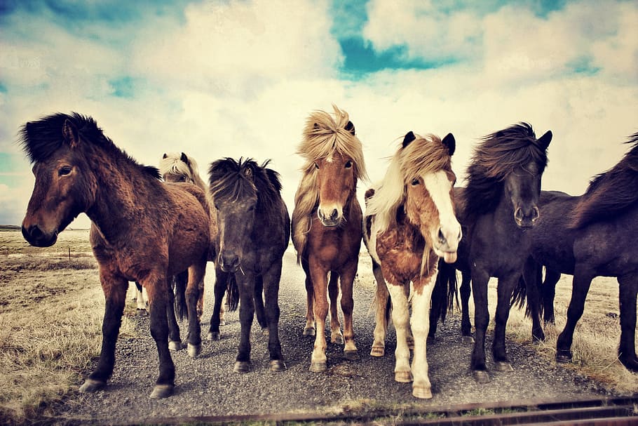 茶色, 黒, 馬, 灰色, フィールド, 白, 雲, 青, 空, アイスランドの馬