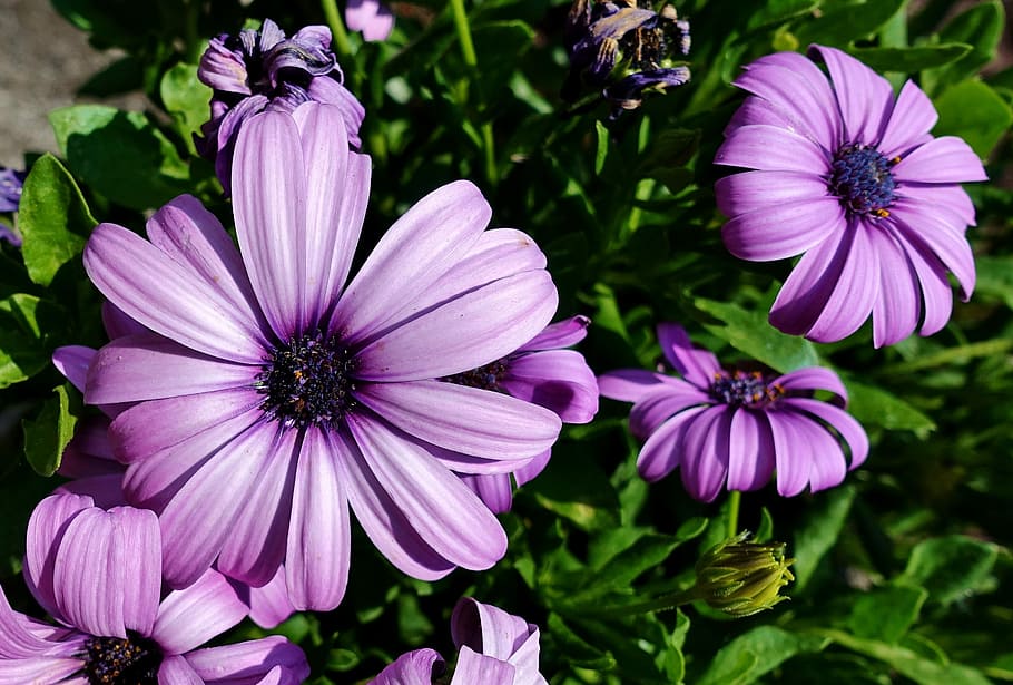 purple osteospermum flowers, gerbera, flowers, plant, summer, purple, cut flowers, flowering plant, flower, growth