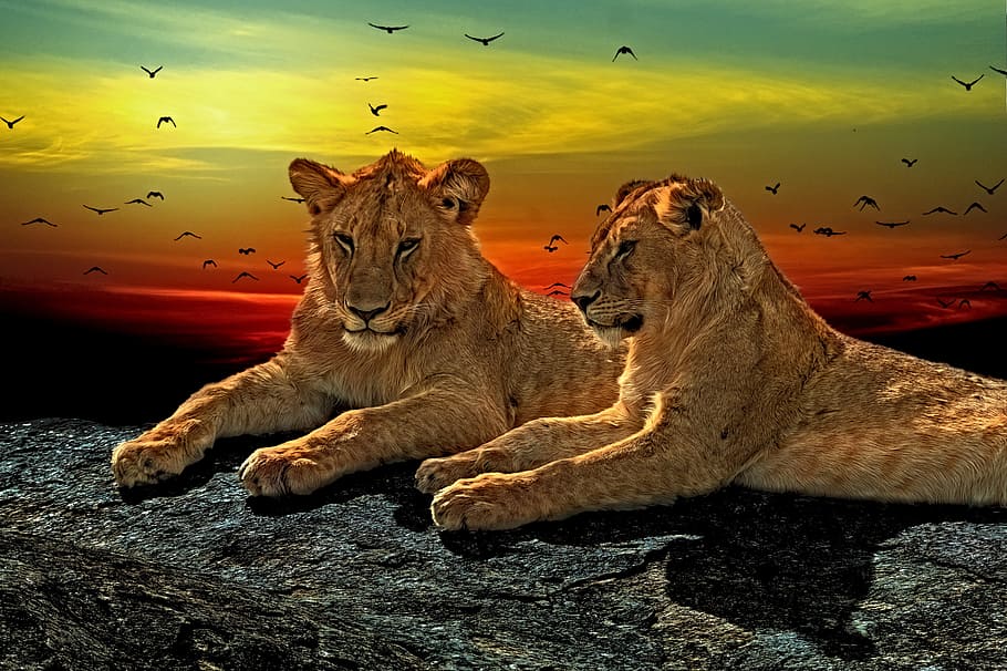 Dos tigres marrones, leones, gatos, pieles, macho, grande, animal, depredador, felino, vida silvestre