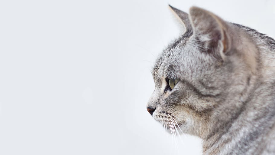 silver tabby cat, cat, animal, kitten, cute, eyes, whiskers, pets, domestic Cat, mammal