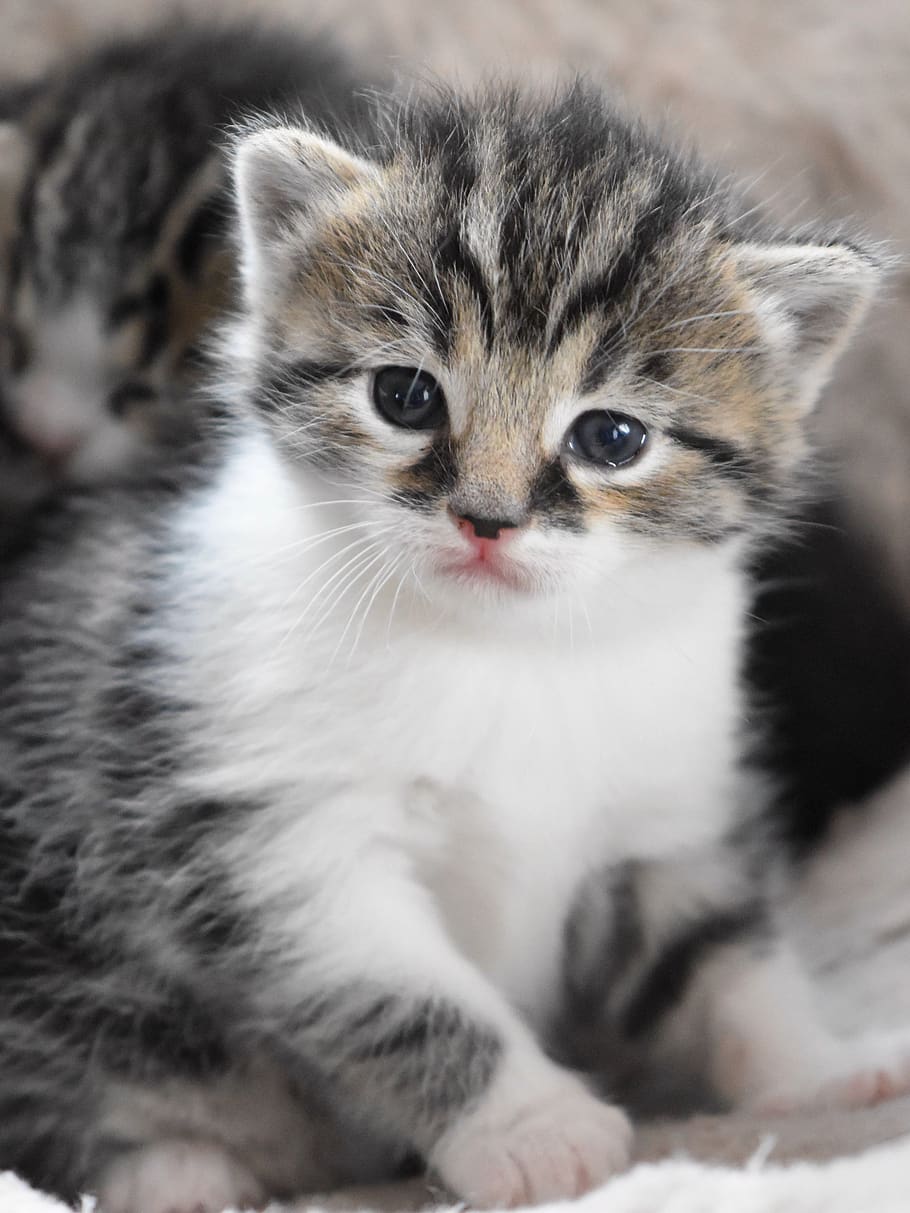 baby cat, cat baby, kitten, cat, cute sweet, pet, domestic cat, fluffy, young animal, charming