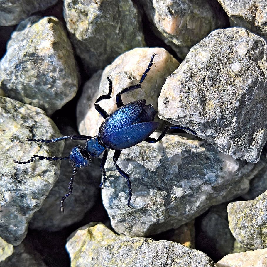 blue, black, bug, rock close-up photo, nature, beetle, blue leaf beetle, oulema gallaeciana, royal blue, metallic shiny