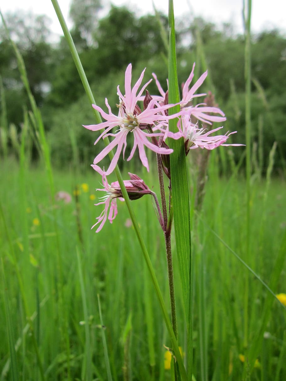 lychnis flos-cuculi, ragged-robin, wildflower, flora, inflorescence, blossom, botany, plant, species, nature