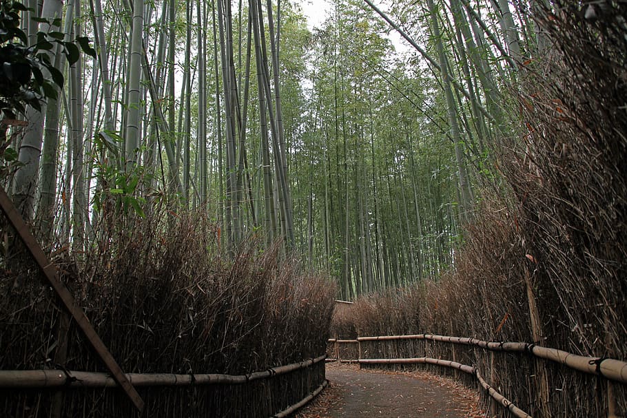 bamboo, forest, natural, arashiyama, kyoto, japan, pathways, tree, plant, land