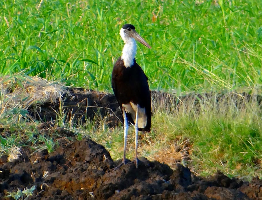 woolly-necked stork, bishop stork, white-necked stork, ciconia episcopus, wader, bird, stork, ciconiidae, aves, india