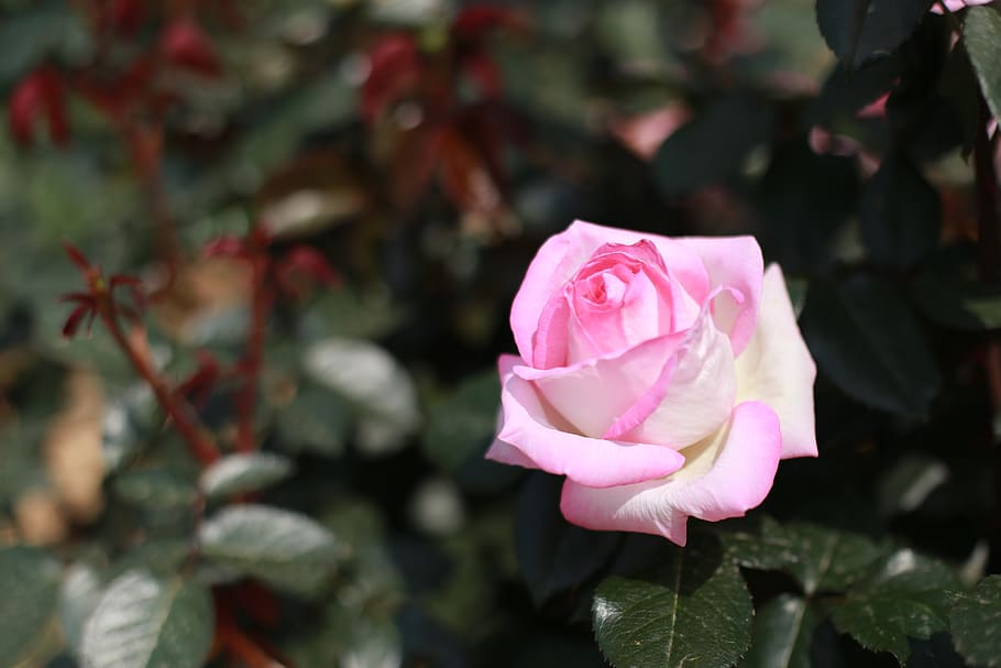 rose, pink roses, flowers, pink rose, beautiful, cluster, love, flower, flowering plant, plant