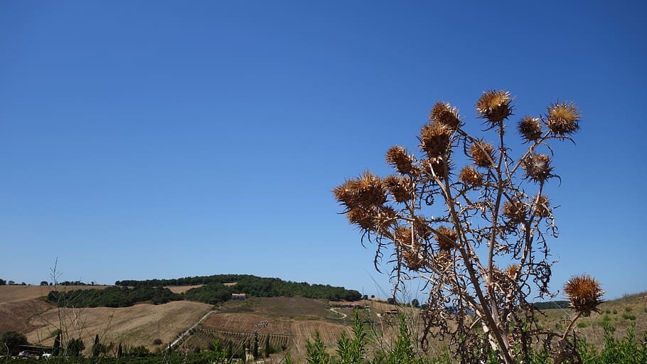 thistle, dry, sky, prickly, pointed, heat, summer, italy, plant, nature