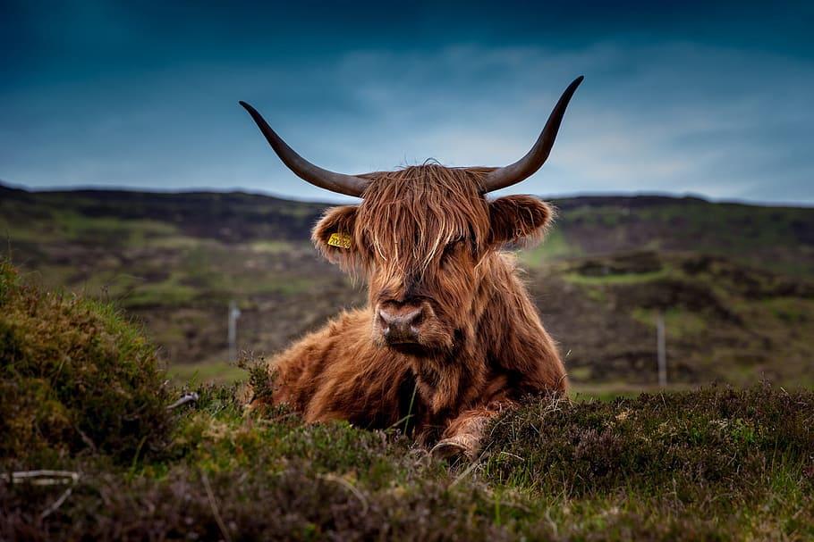 brown yax, beef, scotland, highland beef, cow, ox, meadow, landscape, scotland beef, horns