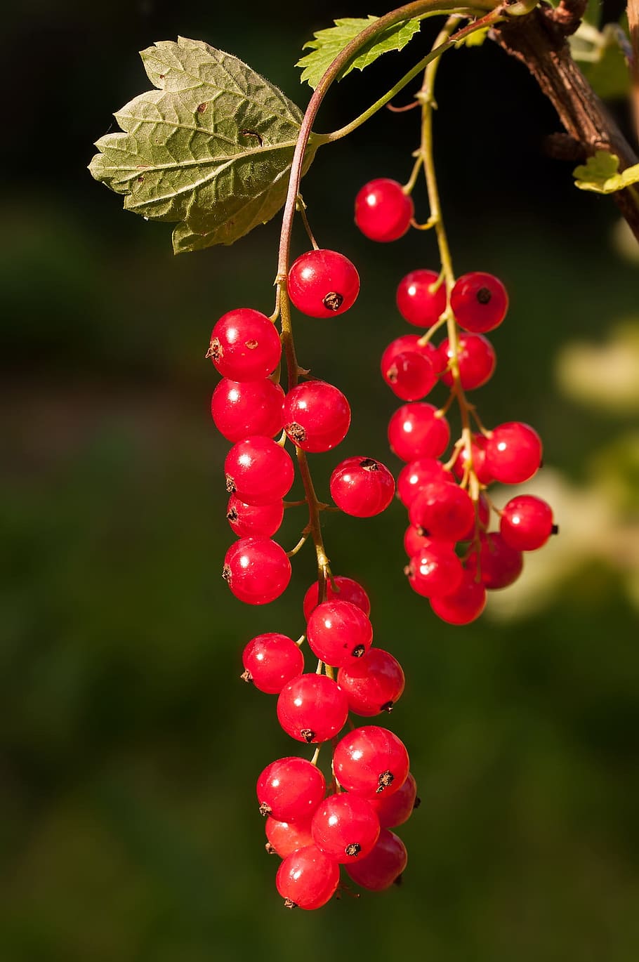 red cherries, red currant, currant, red, fruit, berries, soft fruit, plant, garden currant, food