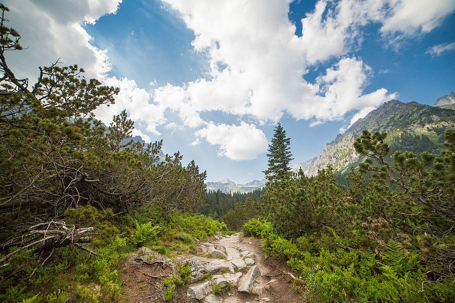 high, tatras, Small, Path, Middle, High Tatras, Slovakia, clouds, forest, mountains