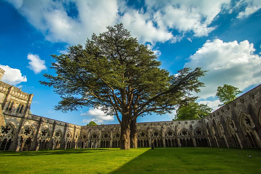 salisbury, architecture, england, cathedral, garden, monument, plant, tree, sky, cloud - sky