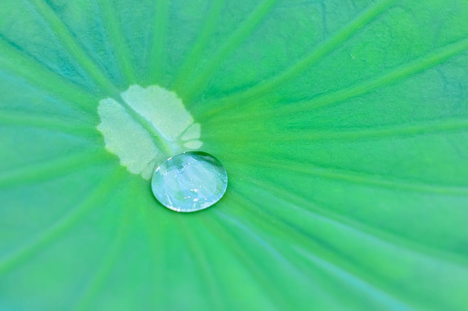 natural, plant, green, leaf, drop of water, drop, shizuku, water, lotus, lotus leaf