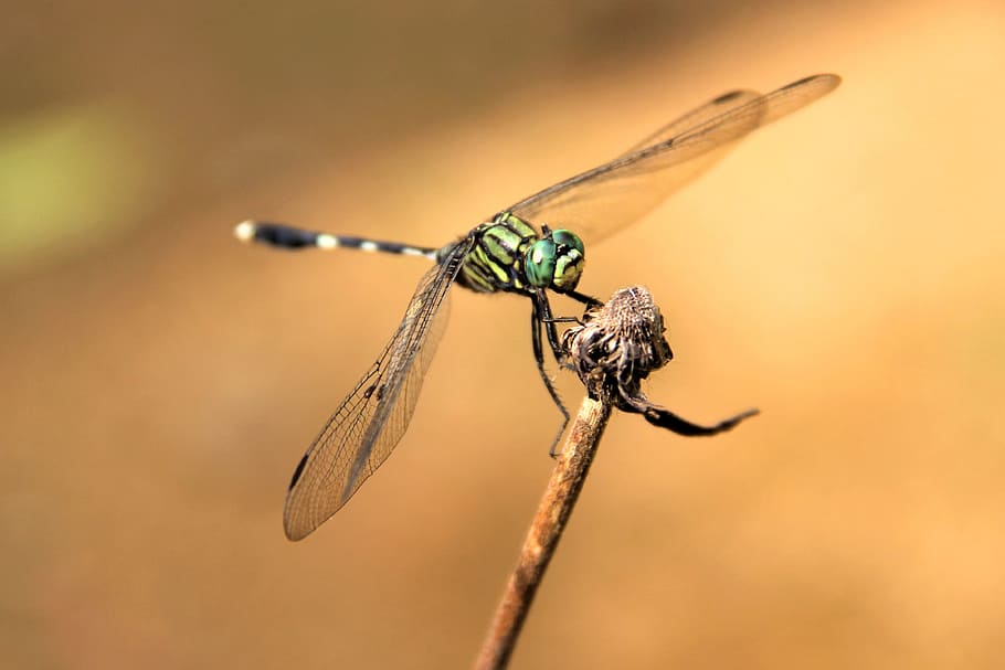 dragonfly, bug, insect, fly, wild, green, natural, invertebrate, animal wildlife, animal themes