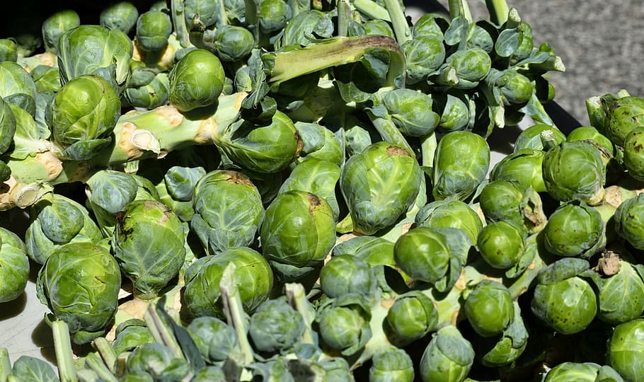 brussel sprouts, vegetable, food, green, healthy, fresh, vegetarian, cabbage, sprouts, diet