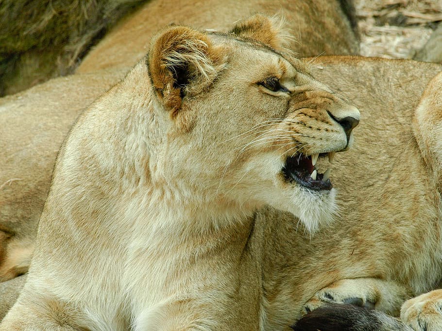 lion, teeth, animal, roar, mammal, nature, africa, wildlife, wild, mouth