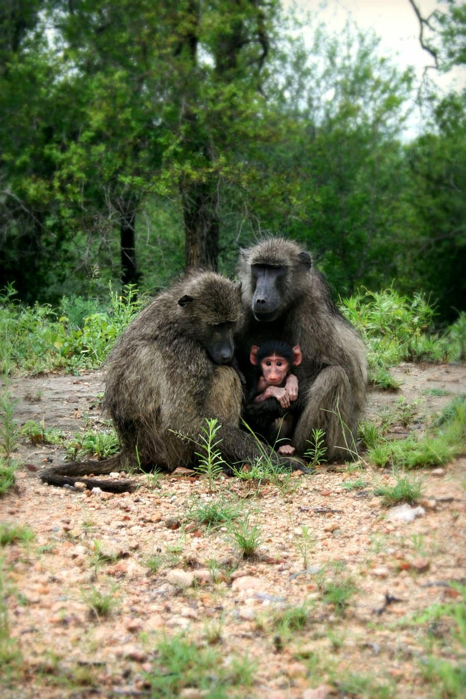 two brown monkeys, South Africa, Wildlife, Baboon, africa, baboon family, sleeping baboons, baby baboon, animals, mammals