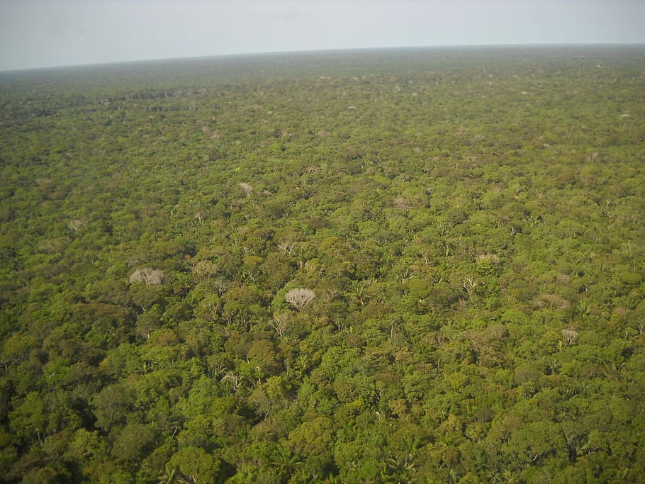 pássaro, vista aérea, Brasil, Amazônia, Equatorial, Floresta, Verde, floresta equatorial, flora, árvores