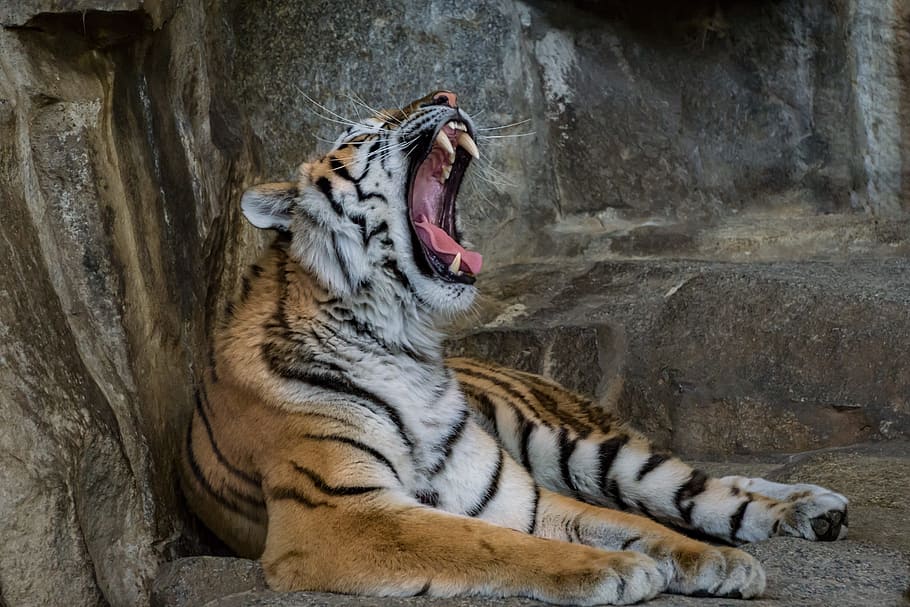 yawning, tiger, prone, lying, gray, concrete, predator, cat, big cat, zoo