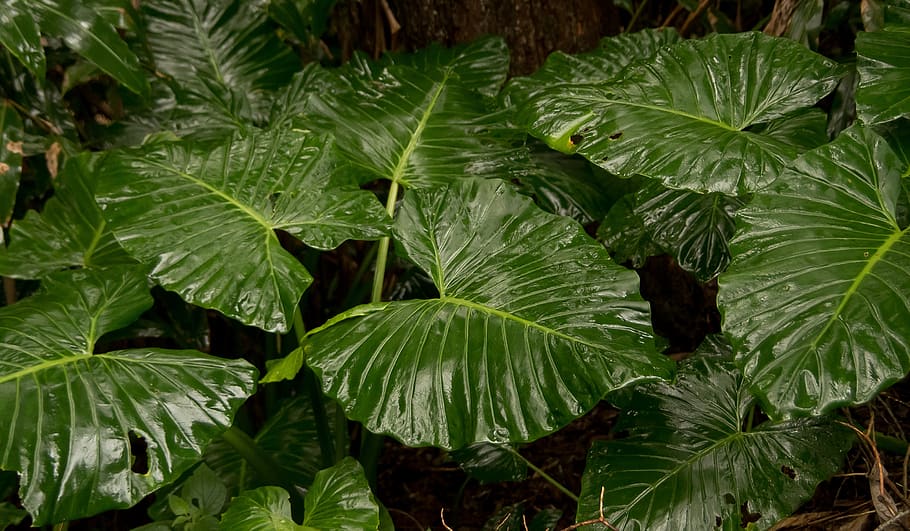 native lily, cunjevoi, alocasia brisbanensis, leaf, green, rain forest, wild, wet, rain, native