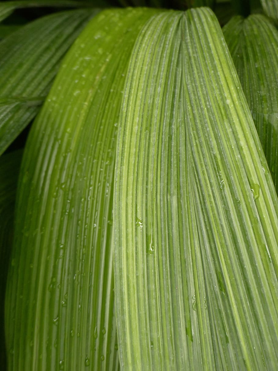 Leaf, Rip, Ribbed, green, curculigo capitulata, palm grass, similar to palm, wrinkled annoyed, lance shaped leaves, green color