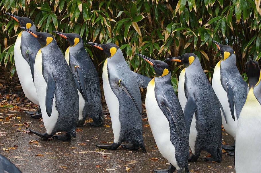 group of penguins, king penguin, zoo, walk, group of animals, animal  themes, animal, animals in the wild, penguin, animal wildlife | Pxfuel