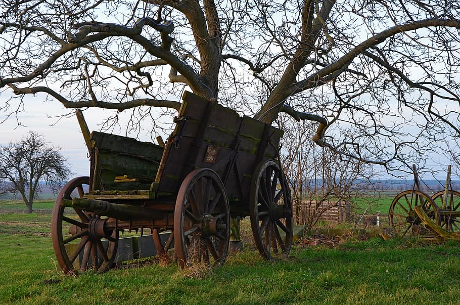 brown, wooden, carriage, bare, tree, dare, agriculture, nature, car age, outdoor