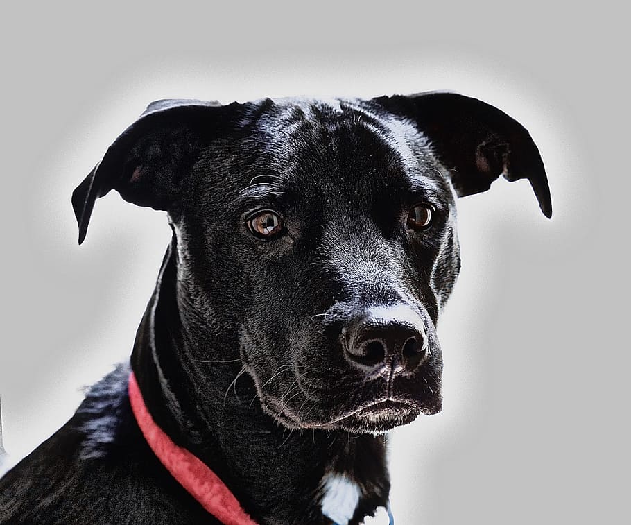 selective, focus photography, black, american pitbull, selective focus, photography, black American, Pitbull, dog, canine