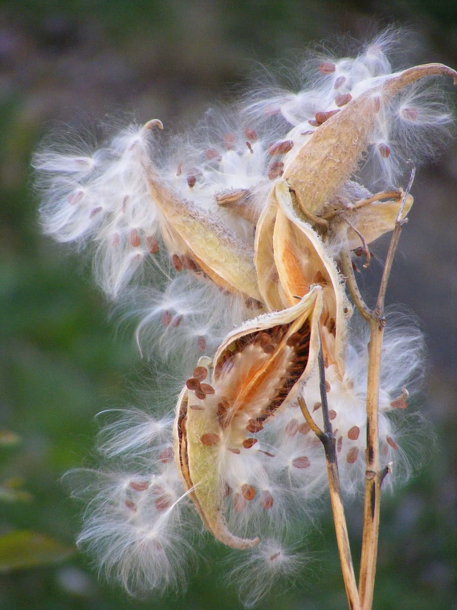 Milk Weed, Seeds, White, Fall, milk weed seeds, weed, plant, seed, autumn, nature