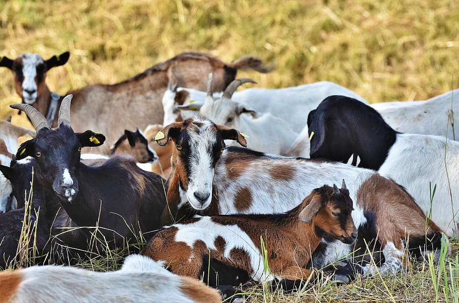goat, goats, ruminant, flock, animals, agriculture, group of animals, animal themes, animal, mammal