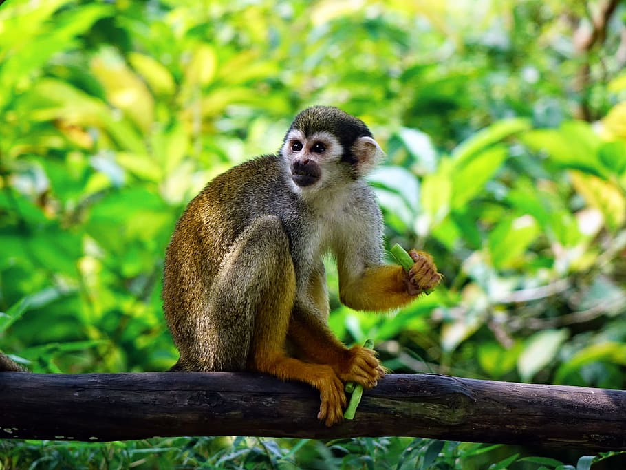 monkey, tree trunk, squirrel monkey, climb, feeding, zoo, nature, wildlife, primate, fur