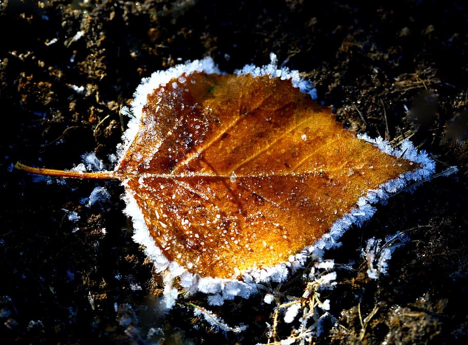 otoño, la primera helada, magra, follaje caído, hielo, charcos, listopad, hoja de otoño, naturaleza, temperatura fría