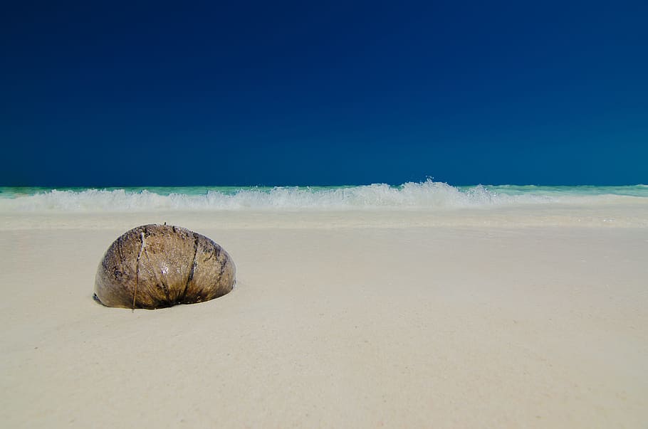 brown, empty, shell, white, sand, empty shell, the island, sea, sandy beach, seashore