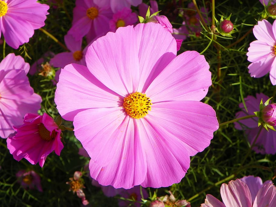 xiang qi, cosmos, colorful sun, flower, flowering plant, freshness, plant, petal, pink color, fragility