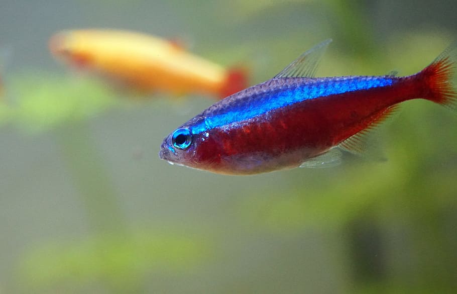 selectivo, fotografía macro, rojo, azul, peces, acuario, neón, bajo el agua, colorido, pequeño