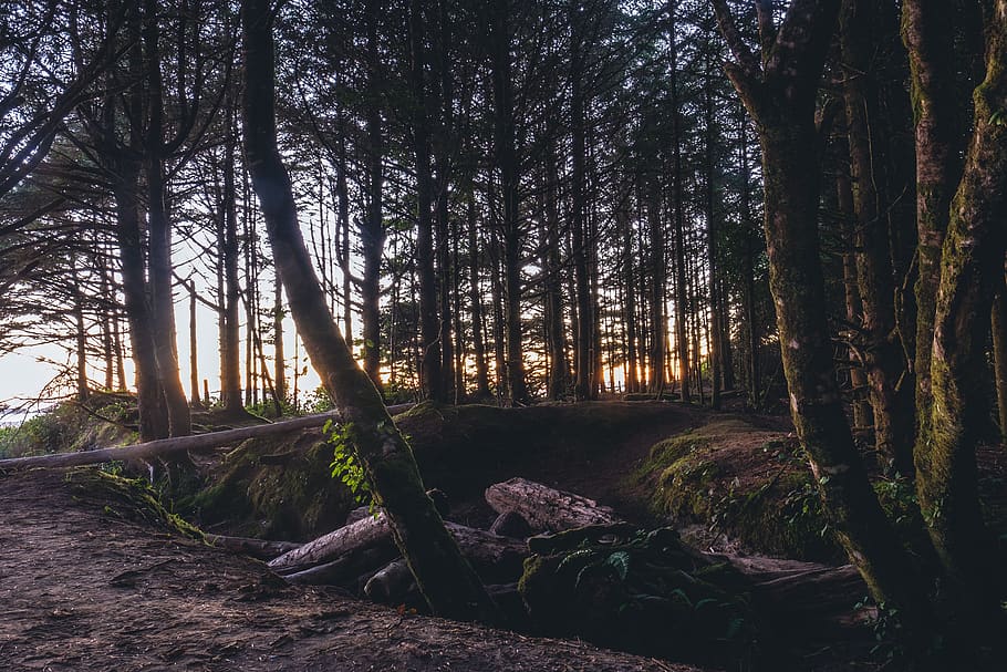 trees, plant, forest, morning, view, wood, soil, tree, land, tranquility