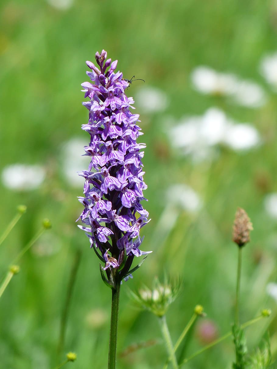 Heath Spotted Orchid, Orchid, Flower, orchid, flower, blossom, bloom, purple, spotted, dactylorhiza maculata, patch fingerwurz