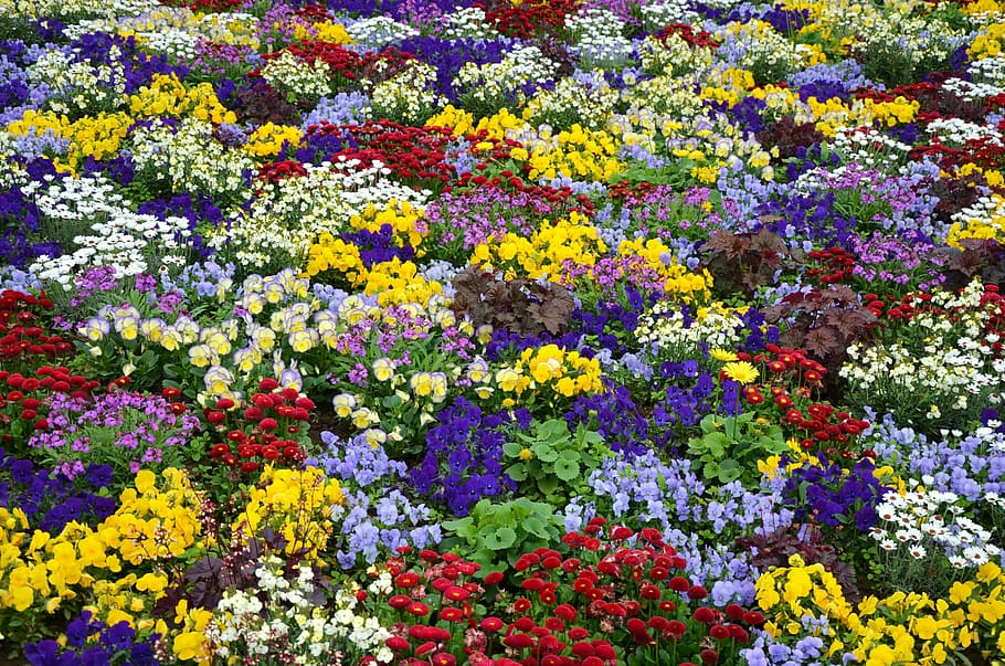 assorted-color flower field, flowers, color, colorful, bed, nature, multicolored, garden show, outdoor, flower