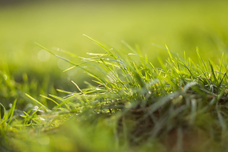 closeup grass sun, Closeup, Grass, Sun, nature, green Color, plant, macro, close-up, outdoors