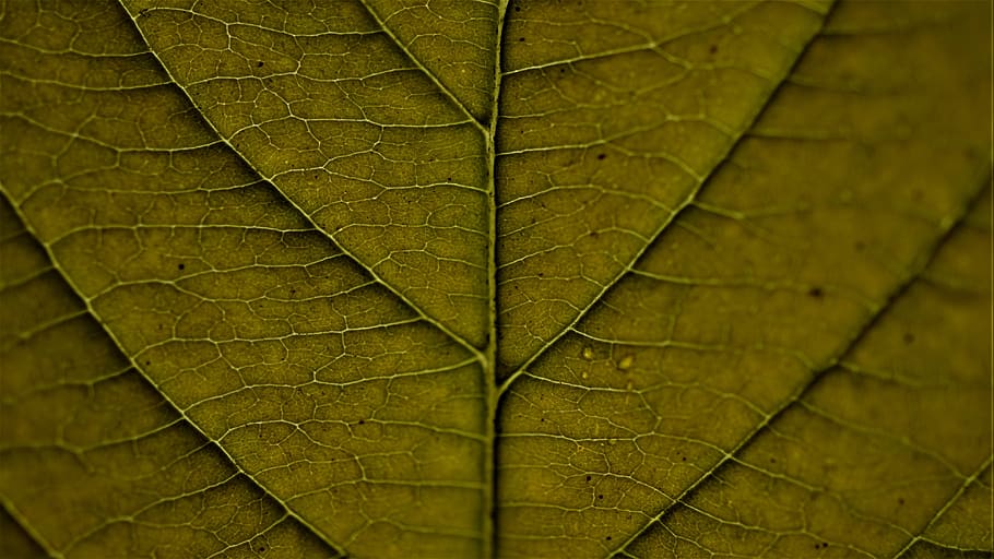 background, autumn, leaf, nature, macro, pattern, structure, surface, veins, wet