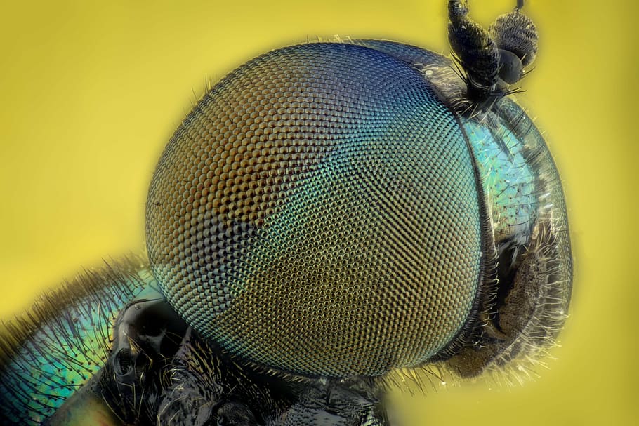 macro fotografia, olho de inseto, inseto, olhos, percevejo, cores, verde, voar, close-up extremo, estéreo
